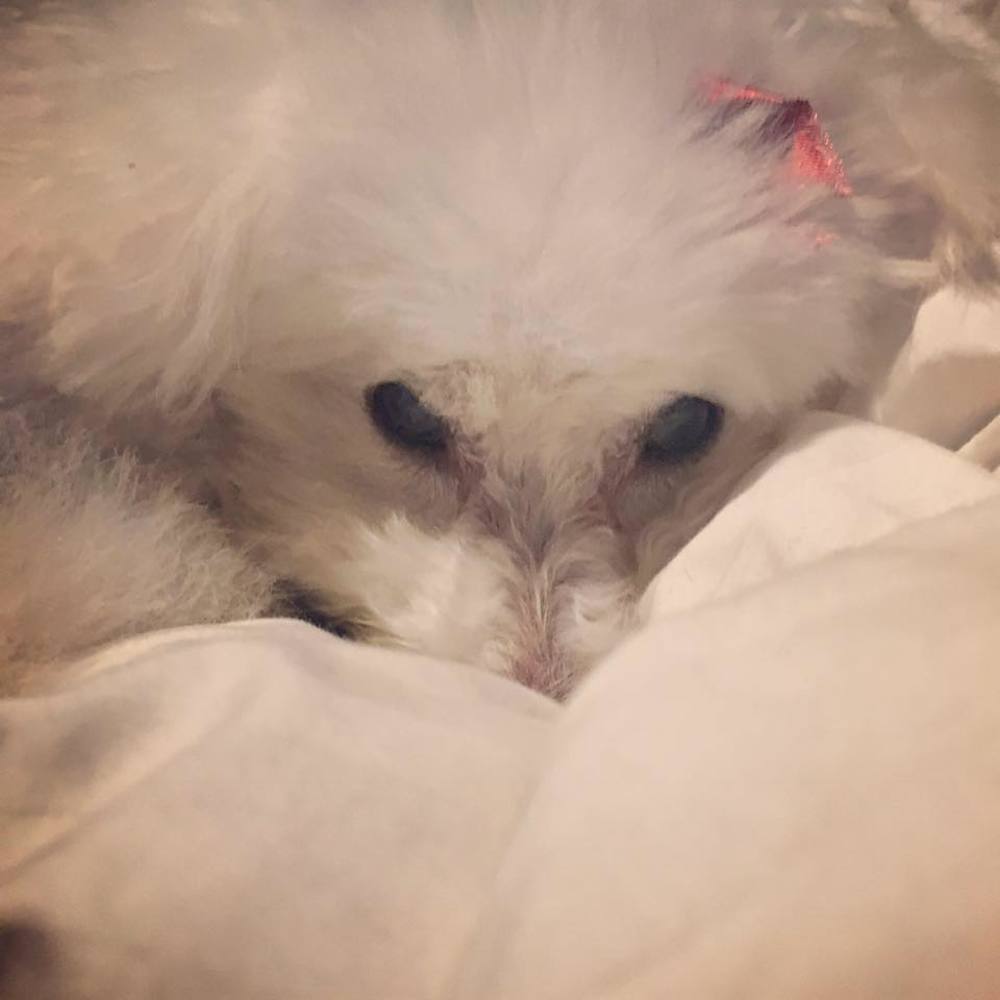 Meet your Posher, Michelle